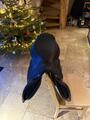 Selle Cwd noire 17,5 pouces