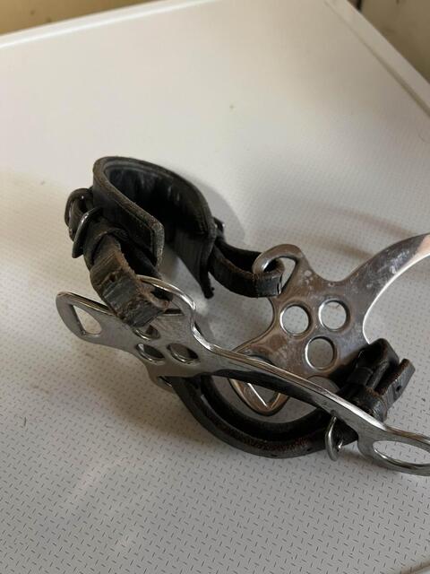 Hackamore horze