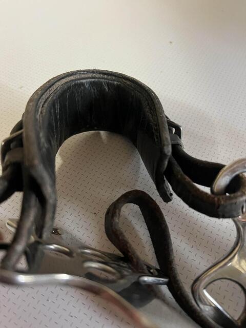 Hackamore horze