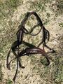 Bridon taille cheval Fouganza