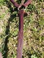 Collier de chasse Devoucoux NEUF