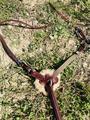 Collier de chasse Devoucoux NEUF