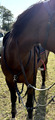 Collier de chasse + martingale Antares