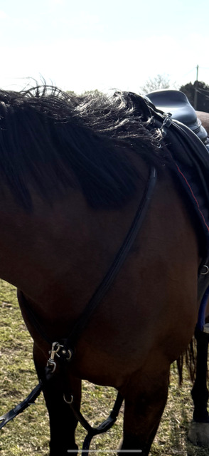 Collier de chasse + martingale Antares