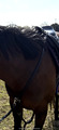 Collier de chasse + martingale Antares