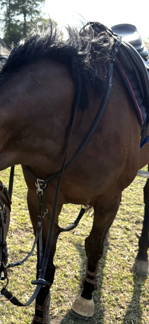 Collier de chasse + martingale Antares