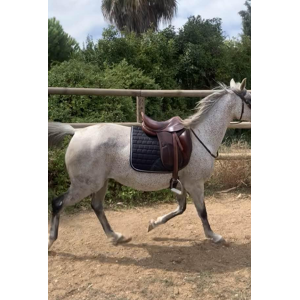 selle Darroze dressage