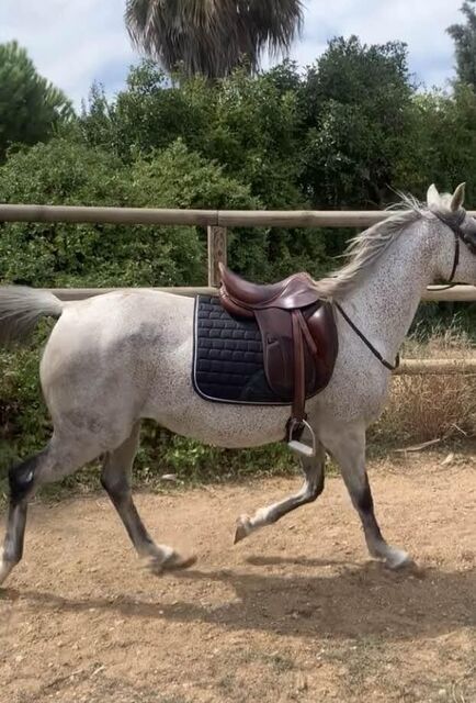 selle Darroze dressage