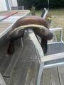 Selle forestier mixte 2024 très bon état