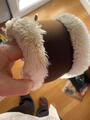 sangle faux mouton
