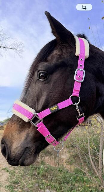 Licol Mouton Rose Fushia | Ultra-Doux & Bouclerie Inox 💖