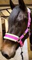 Licol Mouton Rose Fushia | Ultra-Doux & Bouclerie Inox 💖