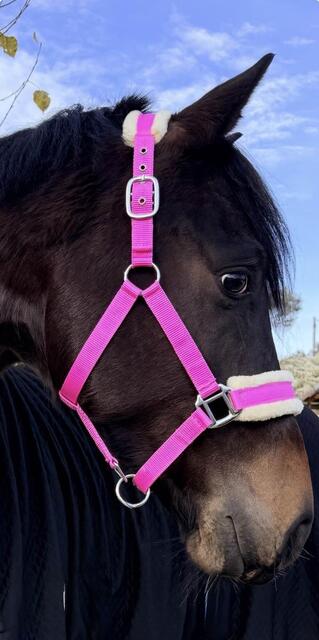 Licol Mouton Rose Fushia | Ultra-Doux & Bouclerie Inox 💖