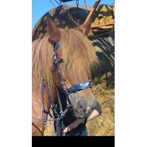 Filet taille cheval