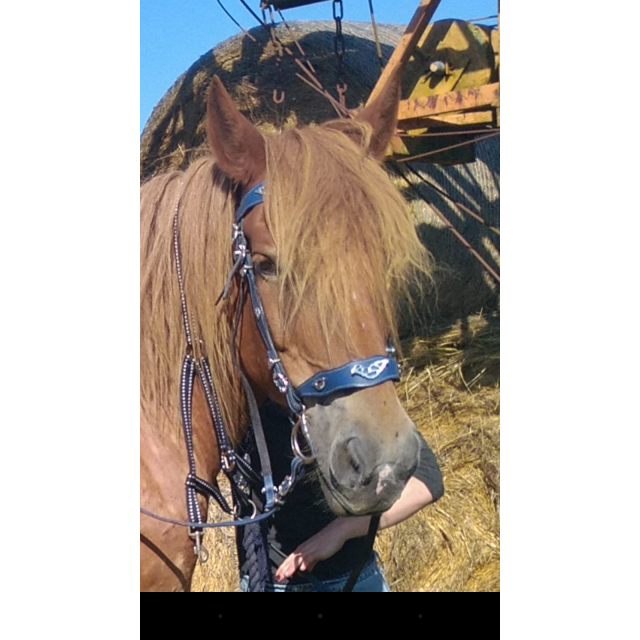 Filet taille cheval