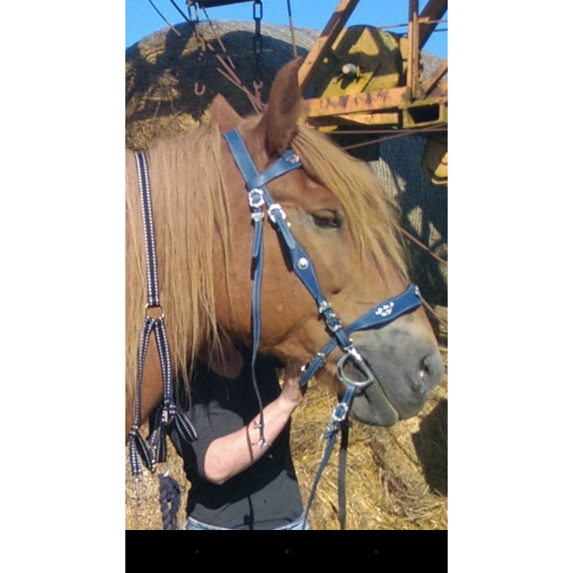 Filet taille cheval