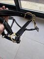 Licol en cuir noir