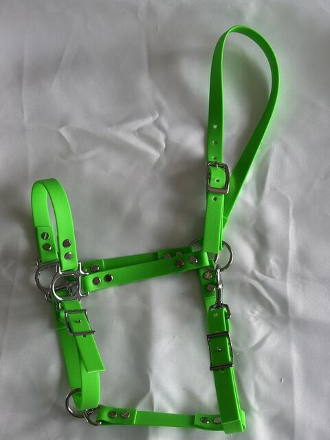 Licol sangle enduite vert néon