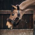 Licol mouton Kentucky + corde