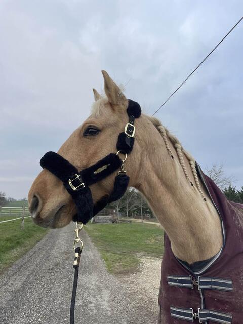 licol Kentucky