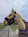 licol Kentucky