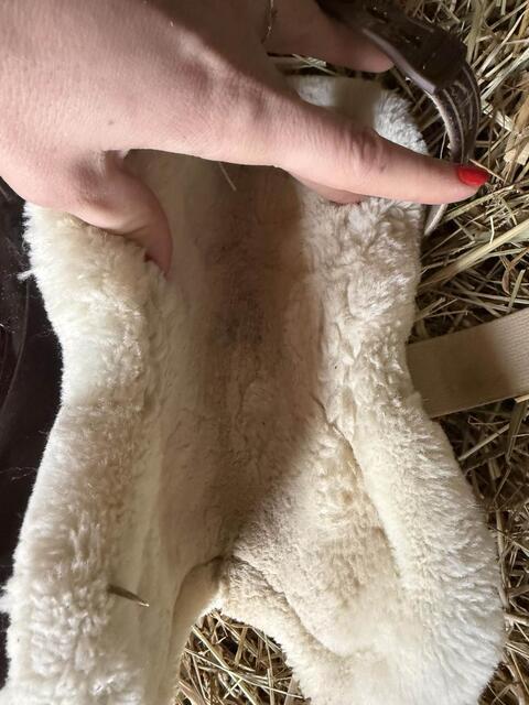 guêtres veredus mouton