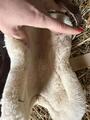 guêtres veredus mouton