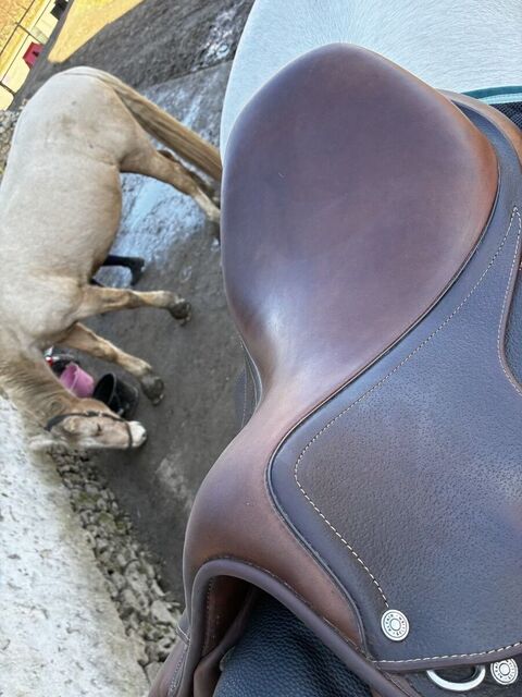 Selle Antarès 17.5 pouces - modèle Altaïr