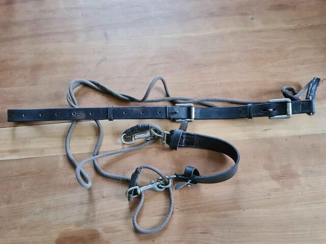 Gogue taille cheval.