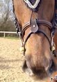 Noseband marron en cuir neuf sans étiquette