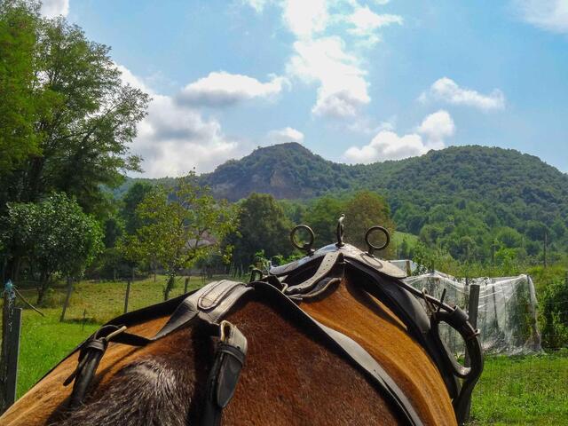 Harnais complet d'attelage pour grand poney ou petit cheval