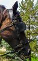 Harnais complet d'attelage pour grand poney ou petit cheval