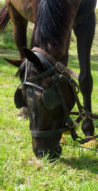 Harnais complet d'attelage pour grand poney ou petit cheval