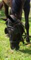 Harnais complet d'attelage pour grand poney ou petit cheval
