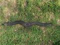 Sangle prolite 115