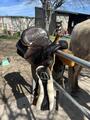 selle western