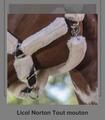 licol mouton neuf