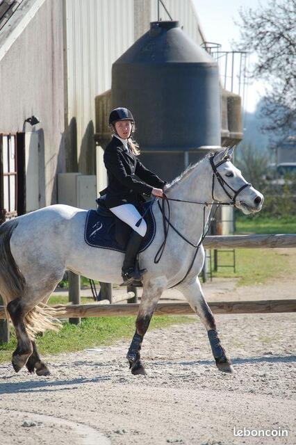 Martingale à anneaux Eric Thomas cheval