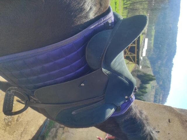 Selle wintec pro dressage