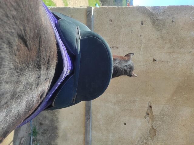 Selle wintec pro dressage