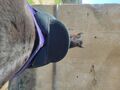 Selle wintec pro dressage