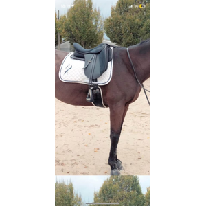 selle de dressage daslo