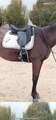 selle de dressage daslo