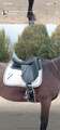 selle de dressage daslo
