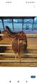selle prestige athena