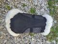 protection dressage kentucky