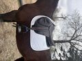 selle forestier