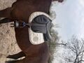 selle forestier