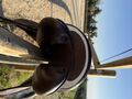 Selle Dressage Prestige K-Dence 17''