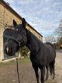 licol devoucoux avec longe neuve